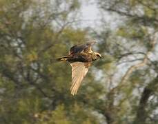 Western Marsh Harrier