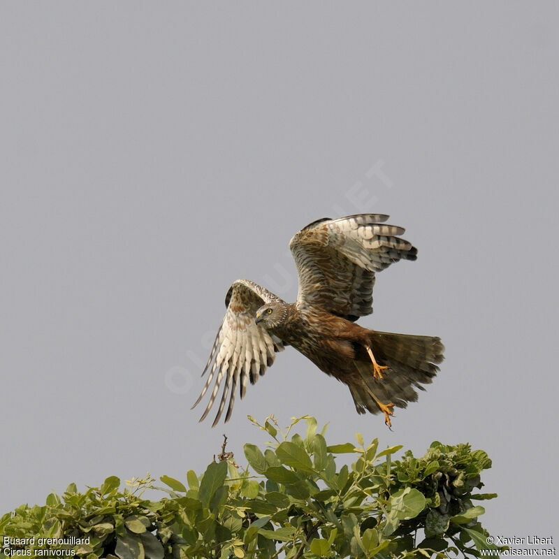 African Marsh Harrieradult, Flight