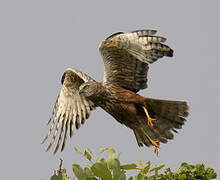 African Marsh Harrier