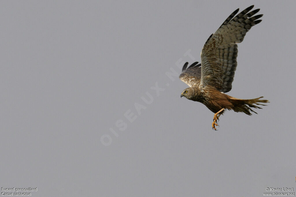 African Marsh Harrieradult, Flight