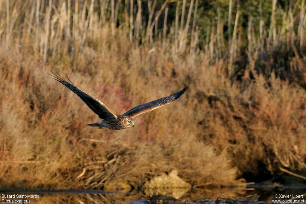 Hen Harrierjuvenile, identification