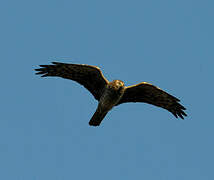 Hen Harrier