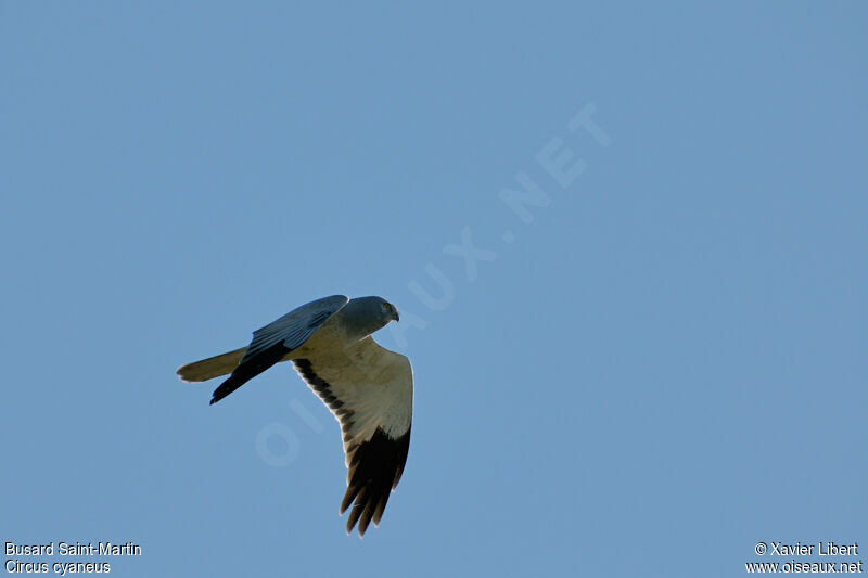 Hen Harrier male adult, Flight