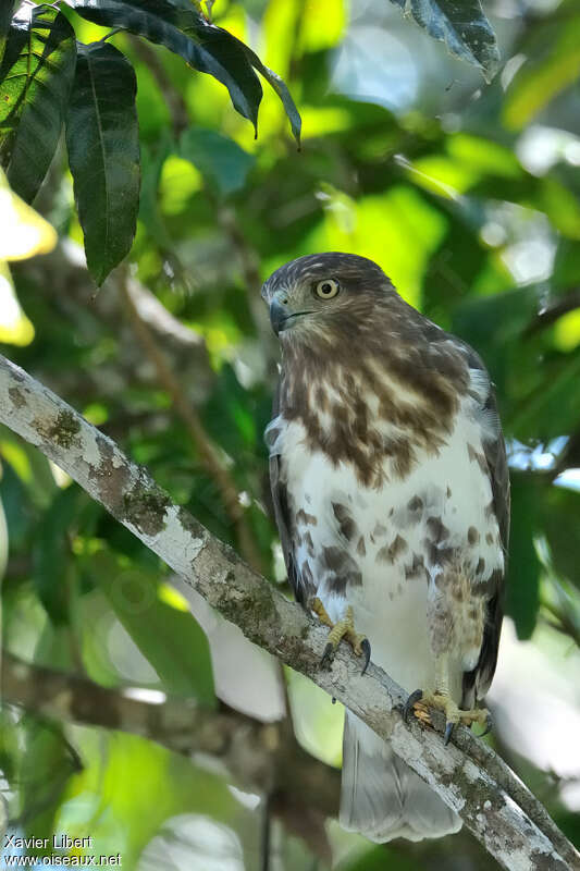 Madagascan Buzzardadult, Behaviour