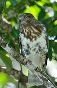 Madagascar Buzzard