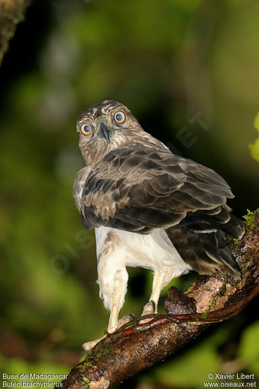 Madagascan Buzzard, identification