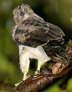 Madagascan Buzzard