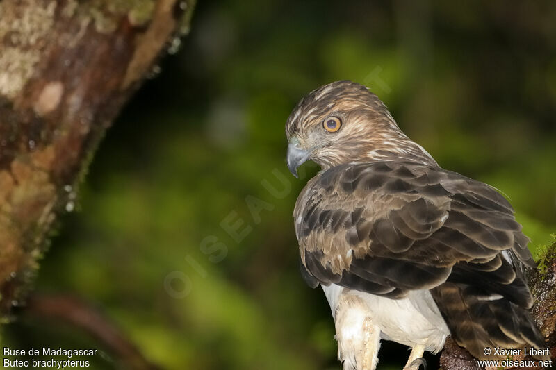 Madagascan Buzzard, identification