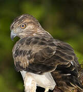 Madagascan Buzzard