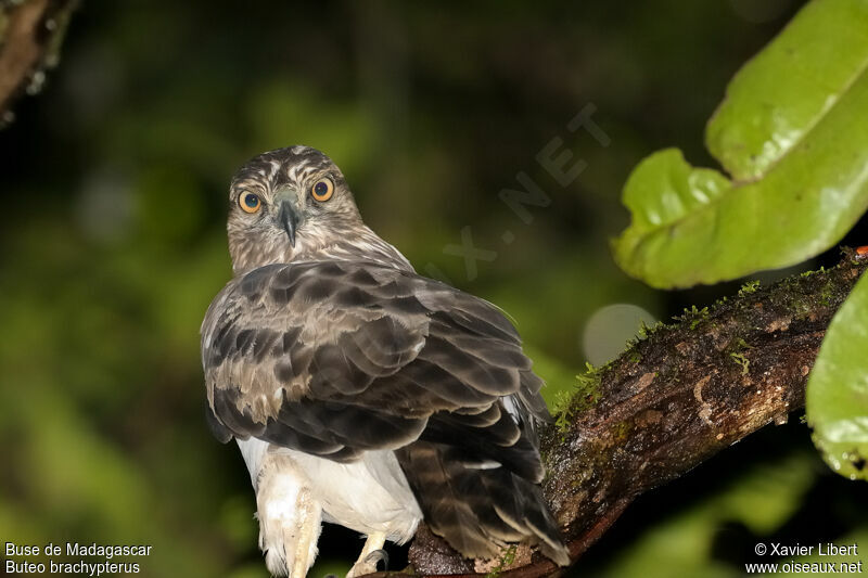 Madagascar Buzzard, identification