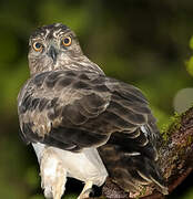 Madagascar Buzzard