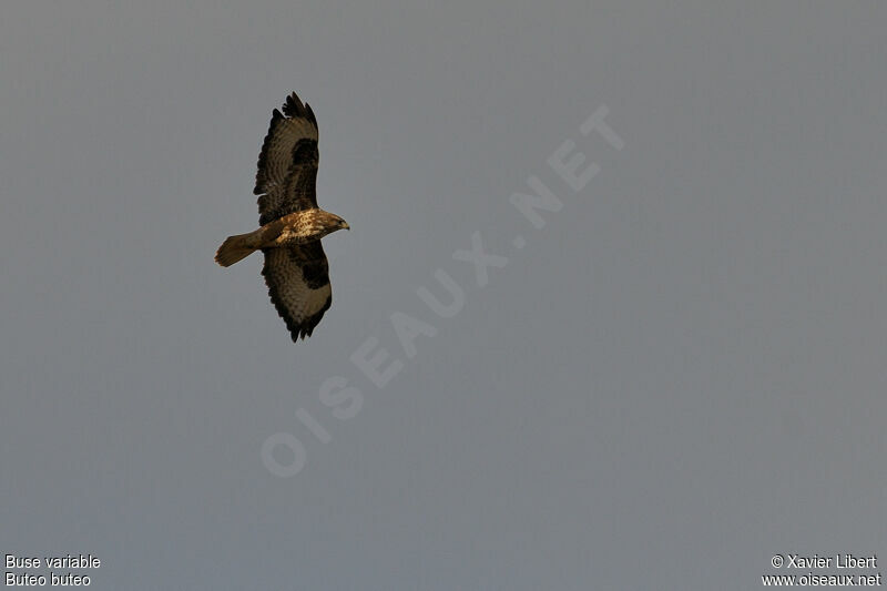 Common Buzzardadult, Flight