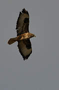 Buse variable