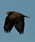 Common Buzzard