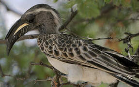 African Grey Hornbill