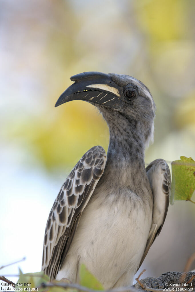 African Grey Hornbill male adult, identification