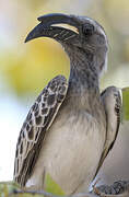 African Grey Hornbill