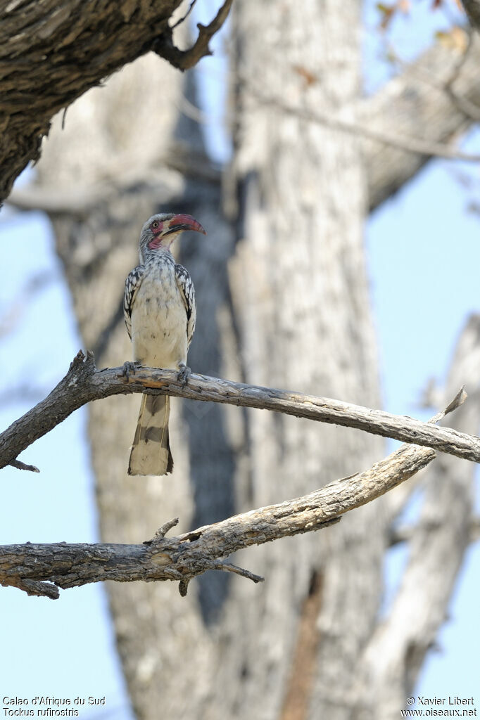 Southern Red-billed Hornbilladult, identification