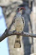 Southern Red-billed Hornbill