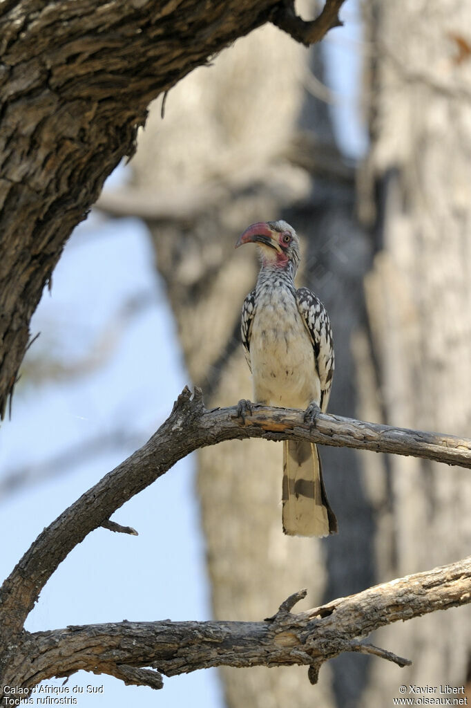 Calao d'Afrique du Sudadulte, identification