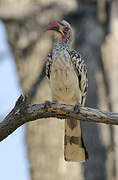 Southern Red-billed Hornbill