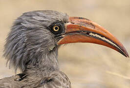 Bradfield's Hornbill