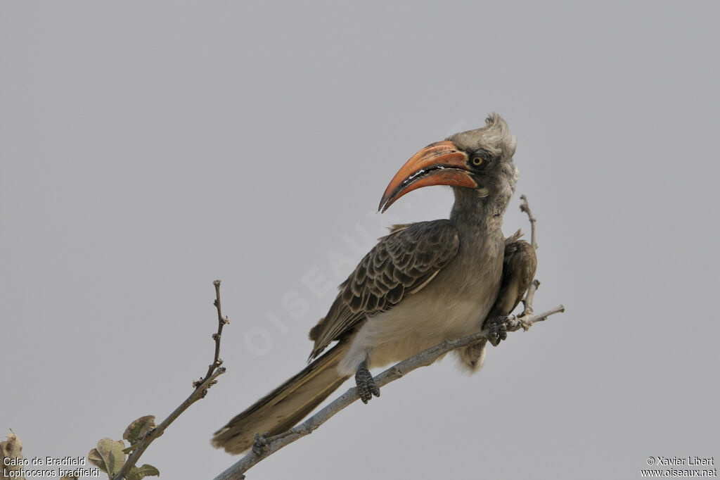 Bradfield's Hornbilladult, identification