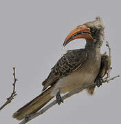 Bradfield's Hornbill