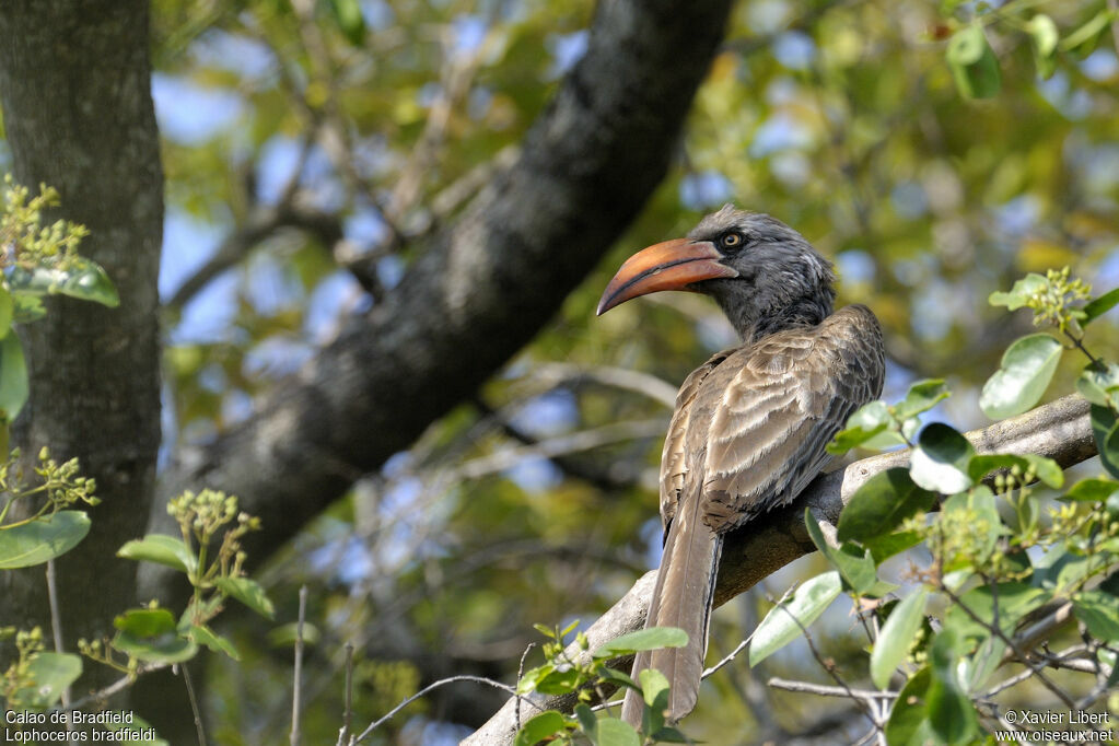 Bradfield's Hornbilladult, identification