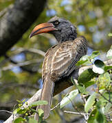 Bradfield's Hornbill