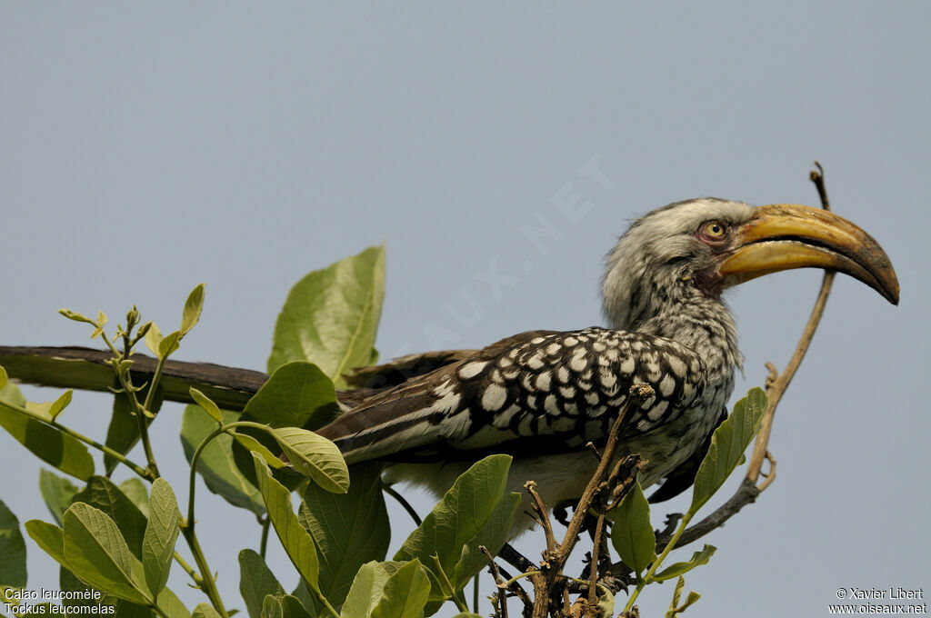 Southern Yellow-billed Hornbill female adult, identification