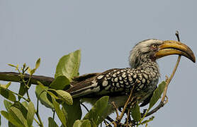 Southern Yellow-billed Hornbill