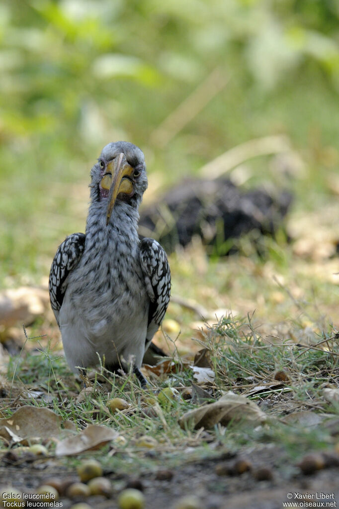 Calao leucomèle femelle adulte, identification