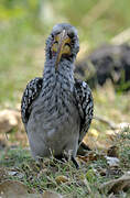 Southern Yellow-billed Hornbill