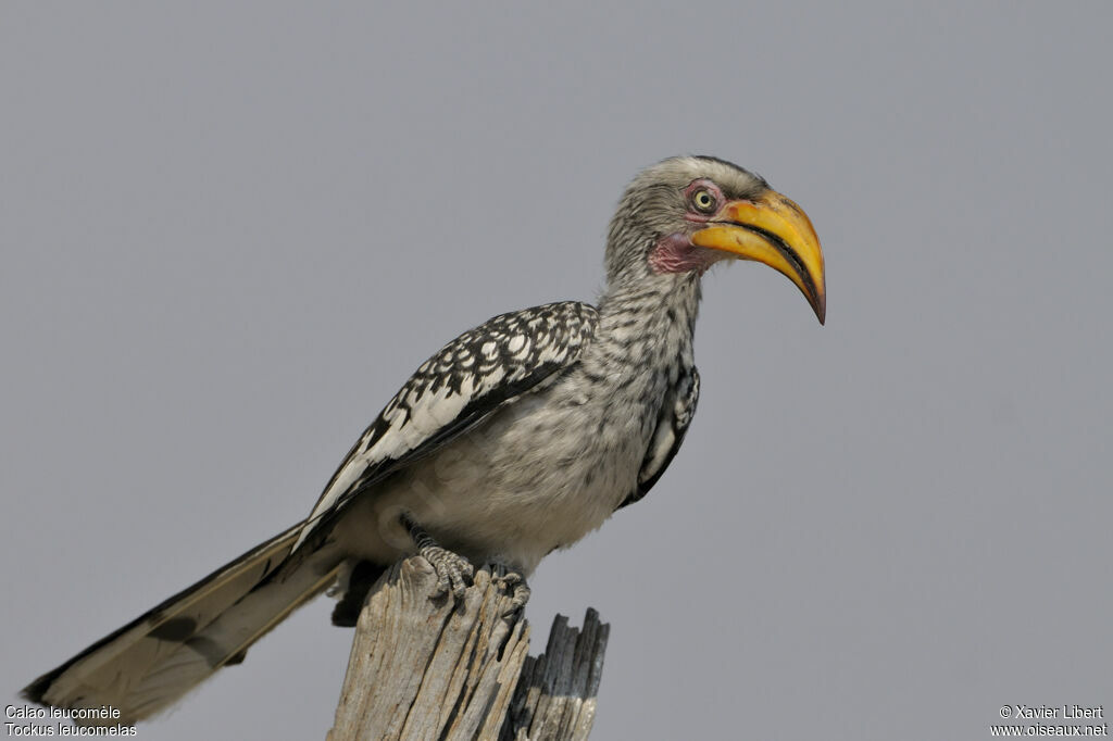 Calao leucomèle mâle adulte, identification