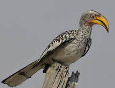 Southern Yellow-billed Hornbill