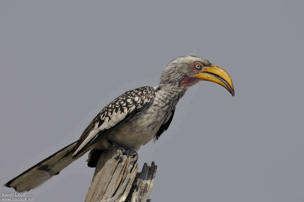 Calao leucomèleadulte, identification