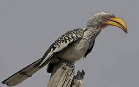 Southern Yellow-billed Hornbill