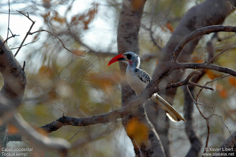 Western Red-billed Hornbill, identification