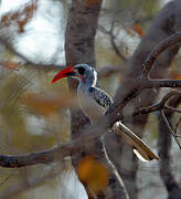 Western Red-billed Hornbill