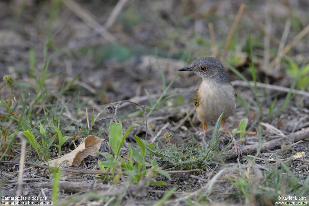 Camaroptère à dos grisadulte, identification