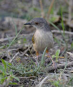 Grey-backed Camaroptera