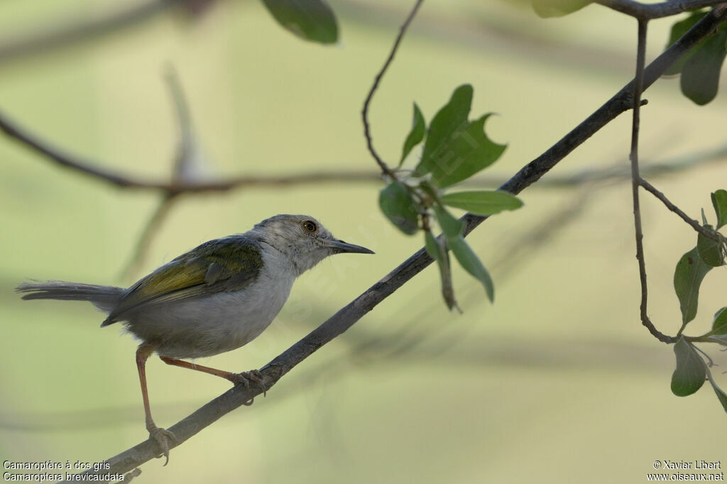 Camaroptère à dos grisadulte, identification