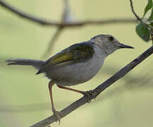 Camaroptère à dos gris