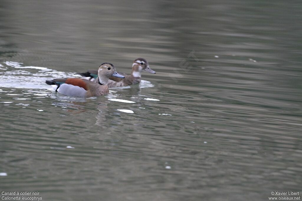 Ringed Teal , identification