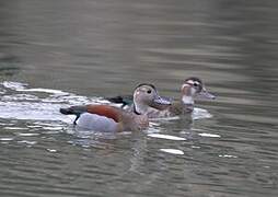 Ringed Teal