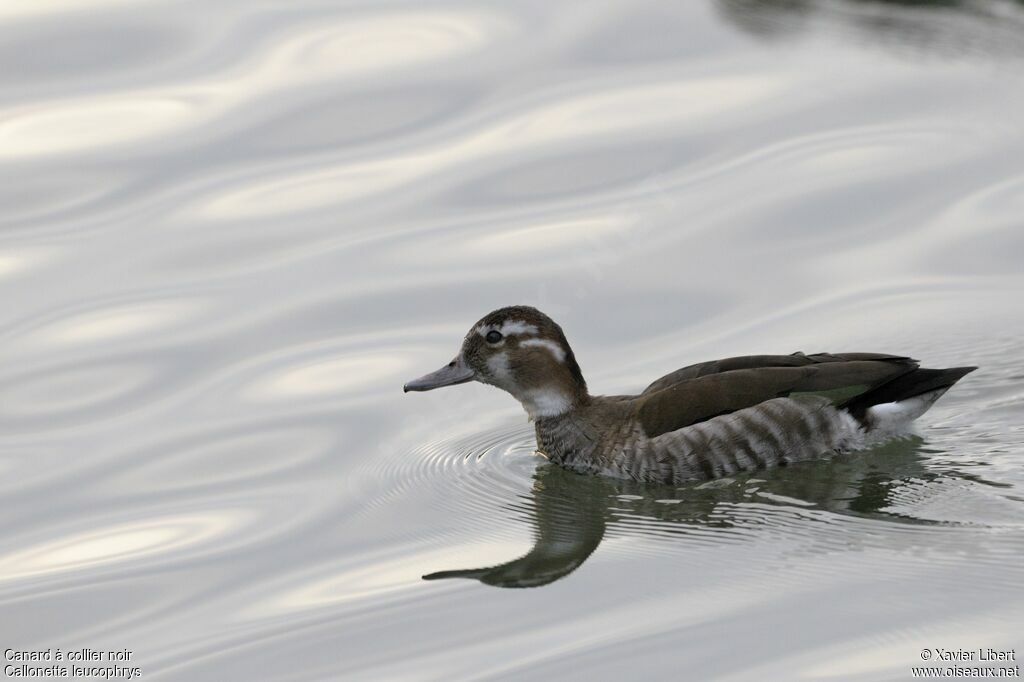 Canard à collier noir femelle adulte, identification