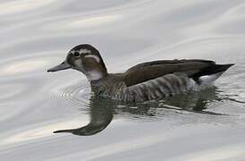 Canard à collier noir