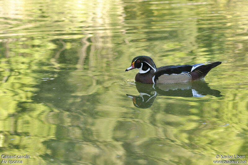Wood Duck male adult, identification