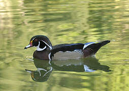 Wood Duck